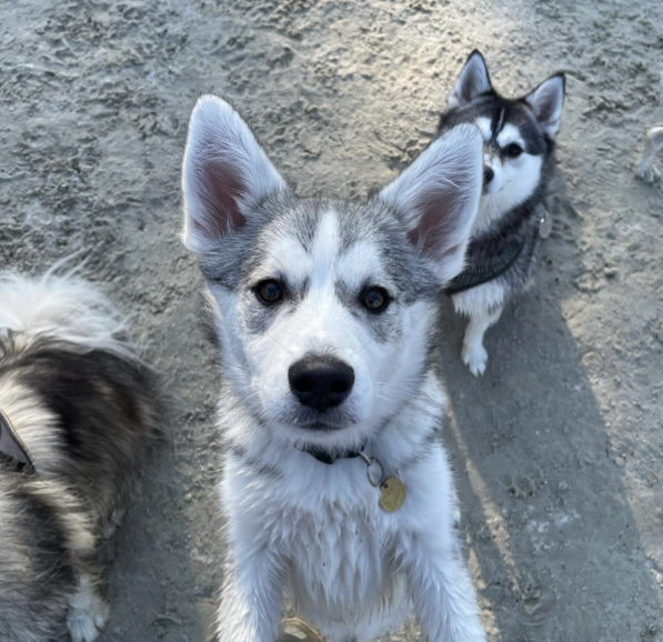 pomsky puppy exercise