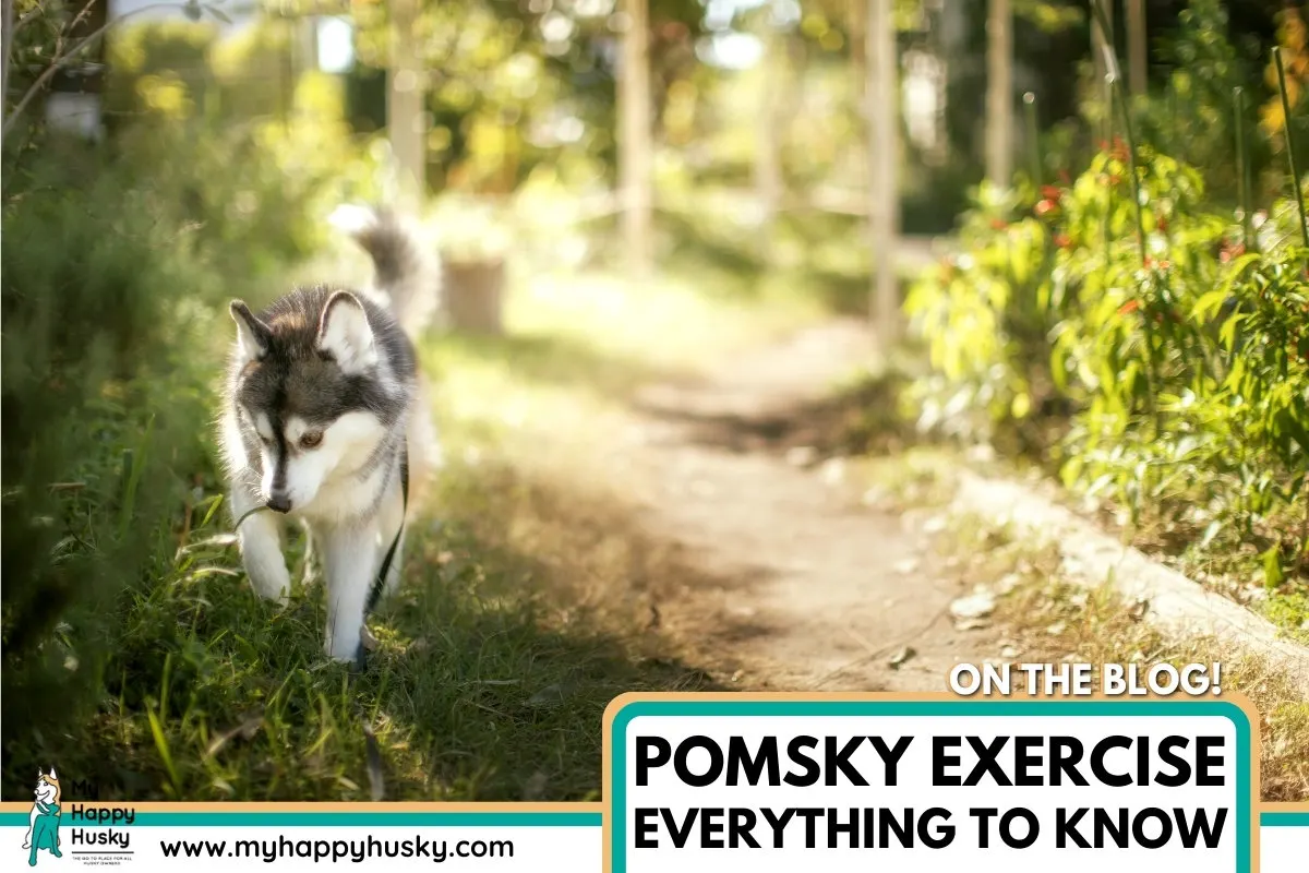 pomsky exercise needs