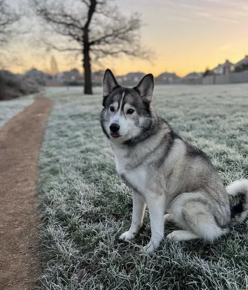 pomsky exercising out in the snow