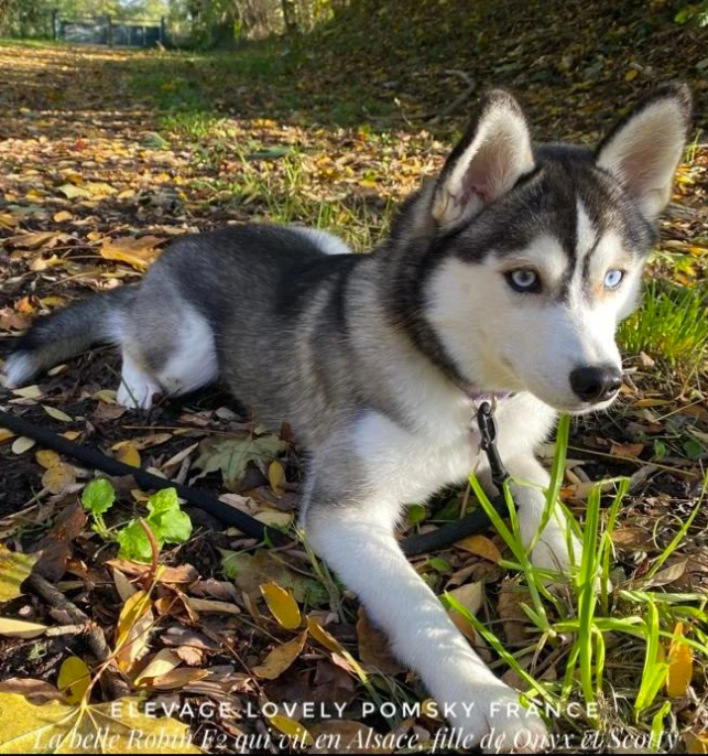 pomsky exercising outside