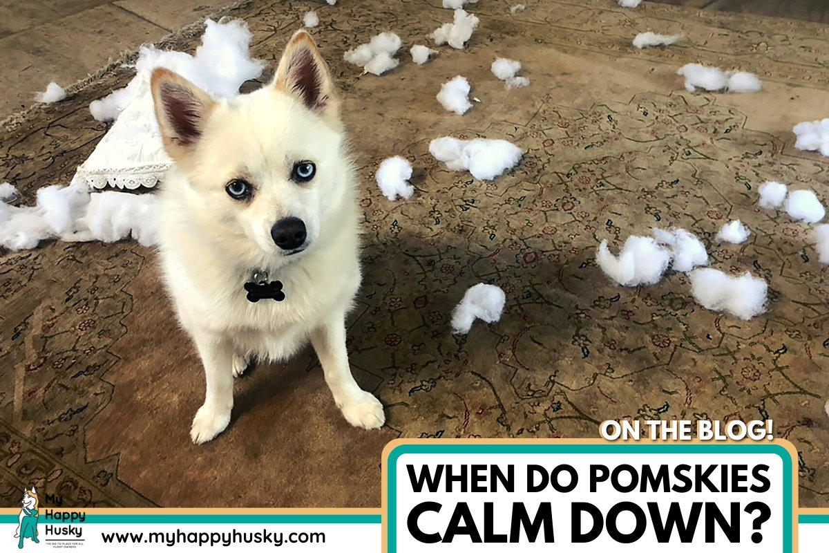 when do pomskies calm down