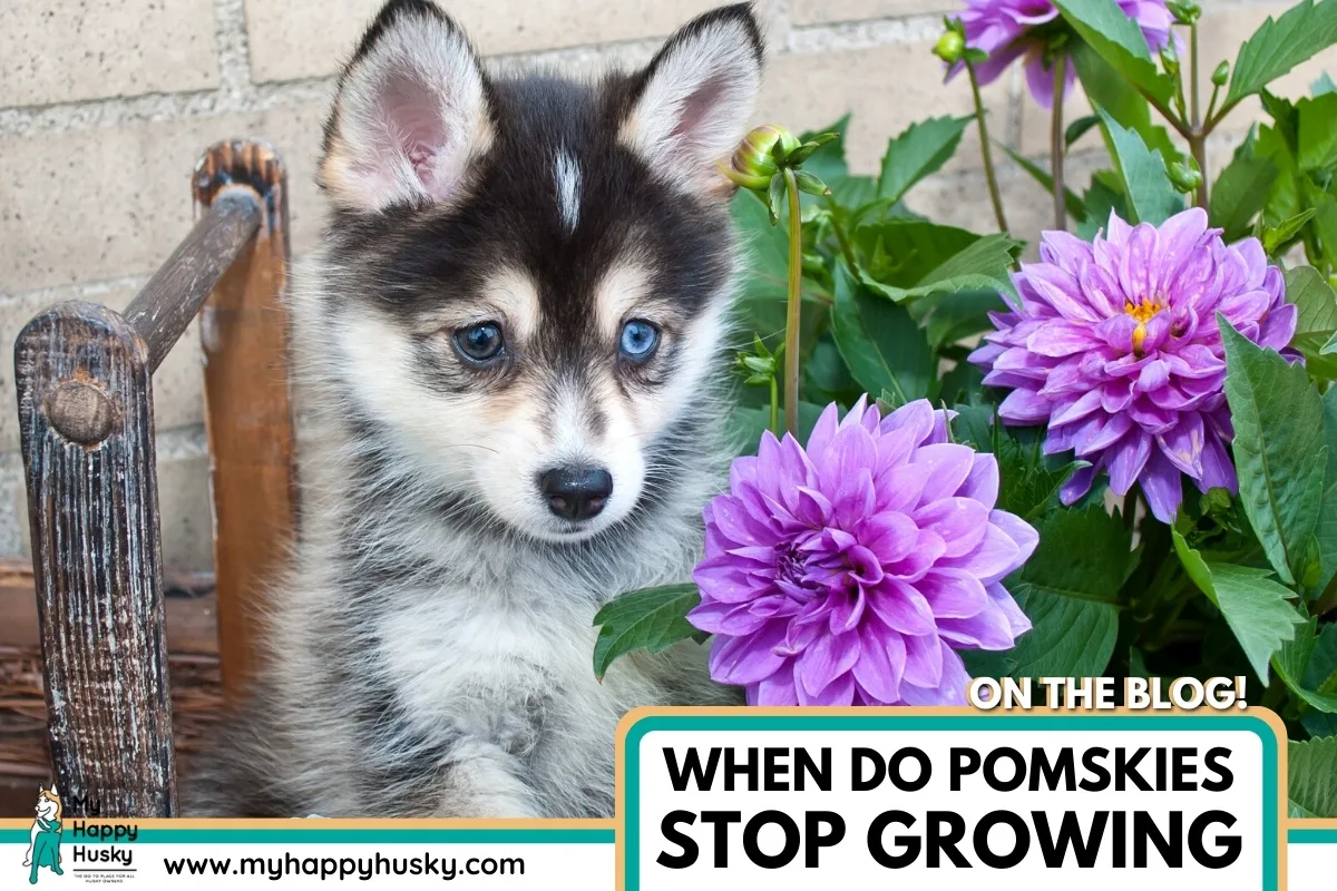 when do pomskies stop growing