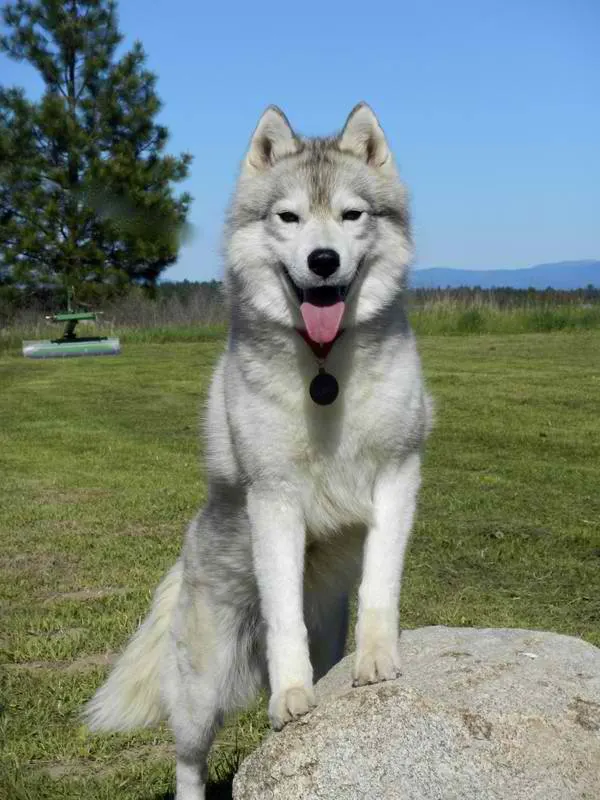 husky breeder in washington