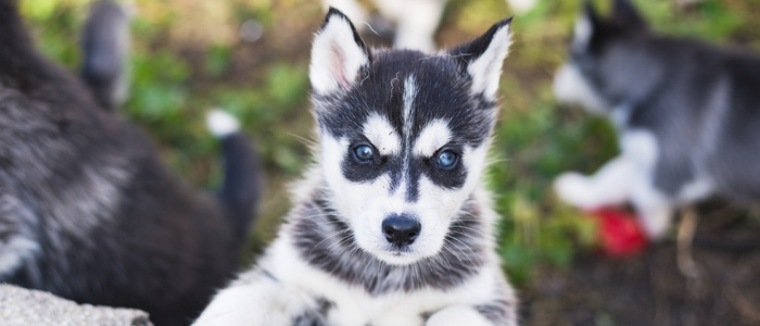 siberian husky breeder connecticut