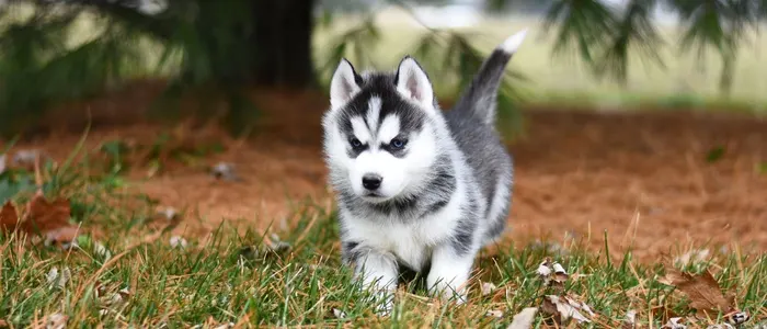 husky breeder in connecticut