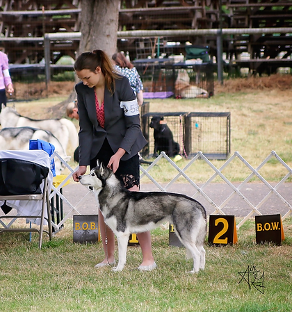 washington husky breeder