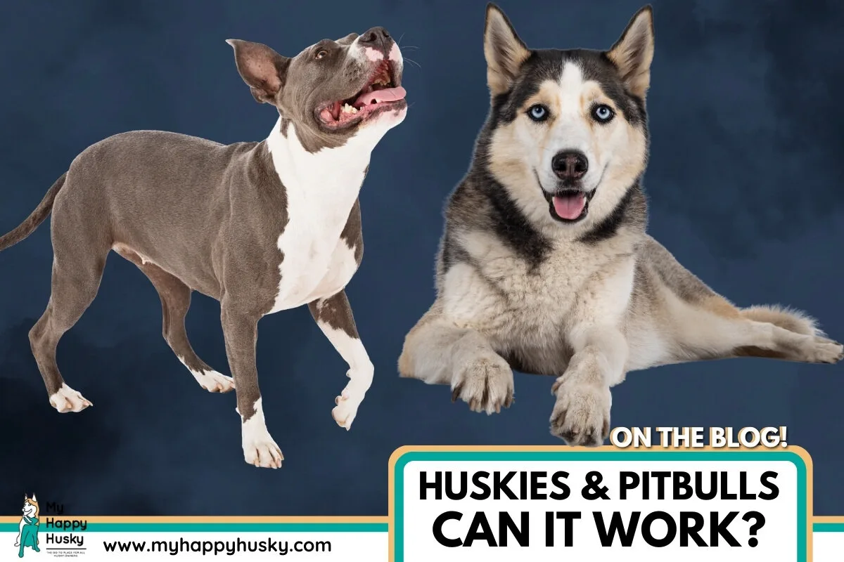 can huskies and pitbulls get along