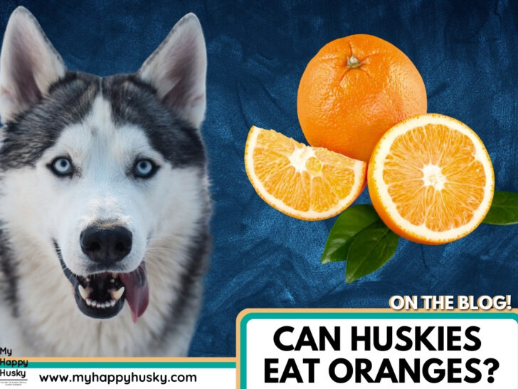 can huskies eat oranges