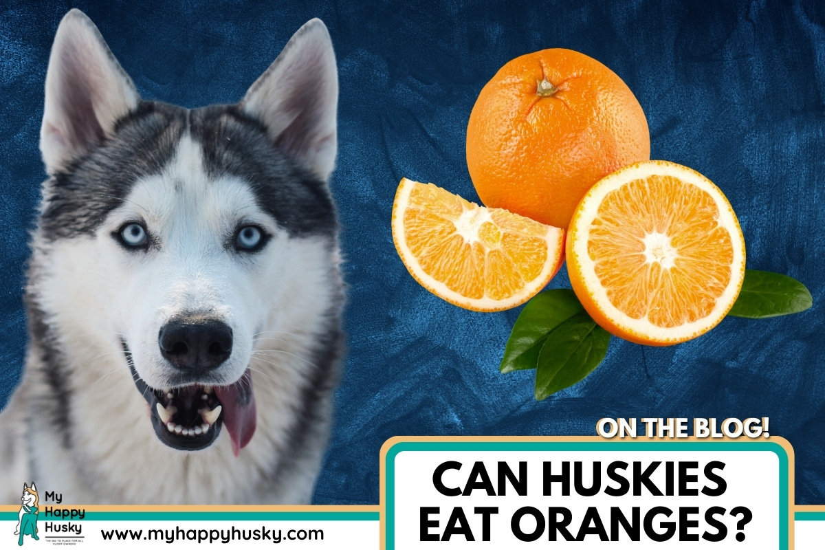 can huskies eat oranges