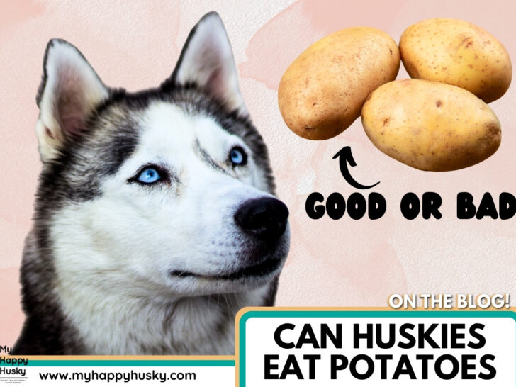 can huskies eat potatos (2)