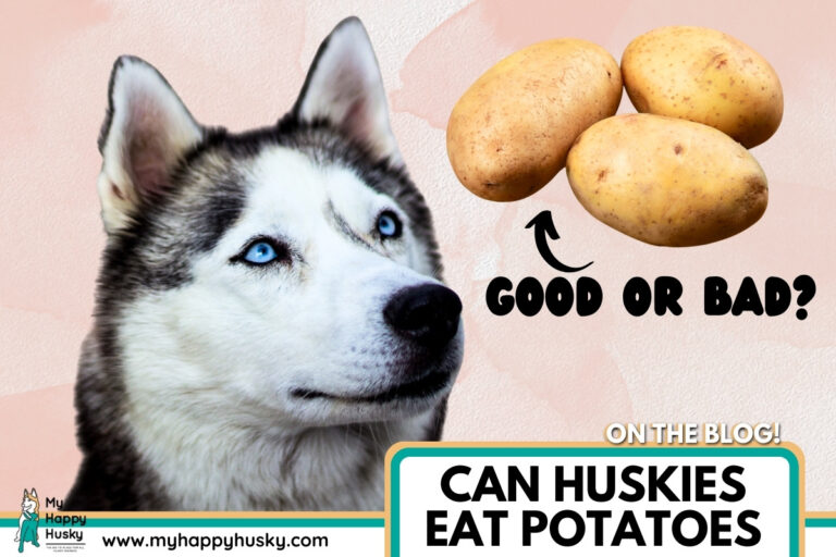 can huskies eat potatos (2)