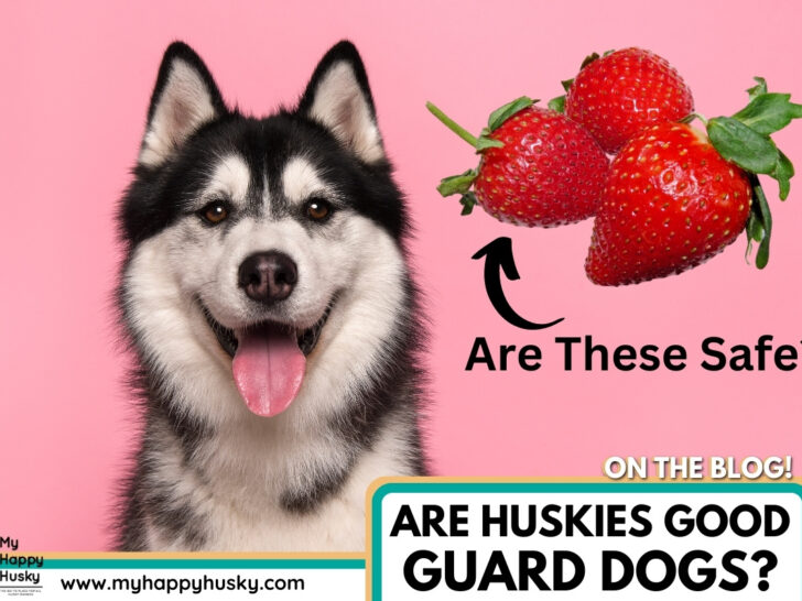 can huskies eat strawberries
