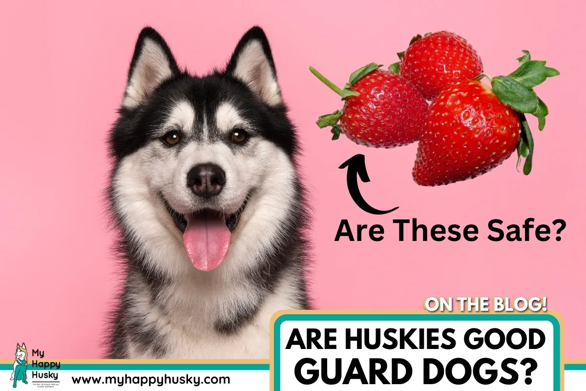 can huskies eat strawberries