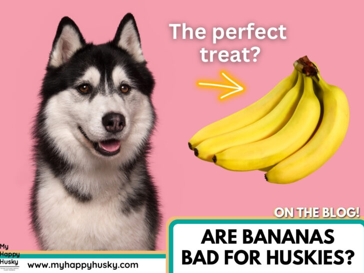 huskies have banana