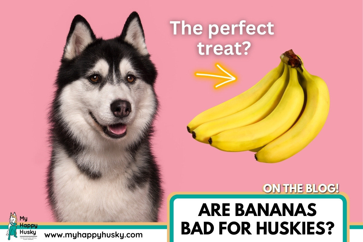 huskies have banana