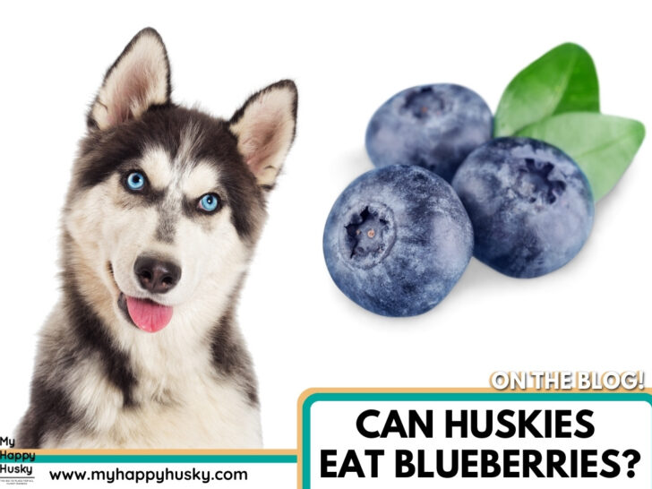 can huskies have blueberries