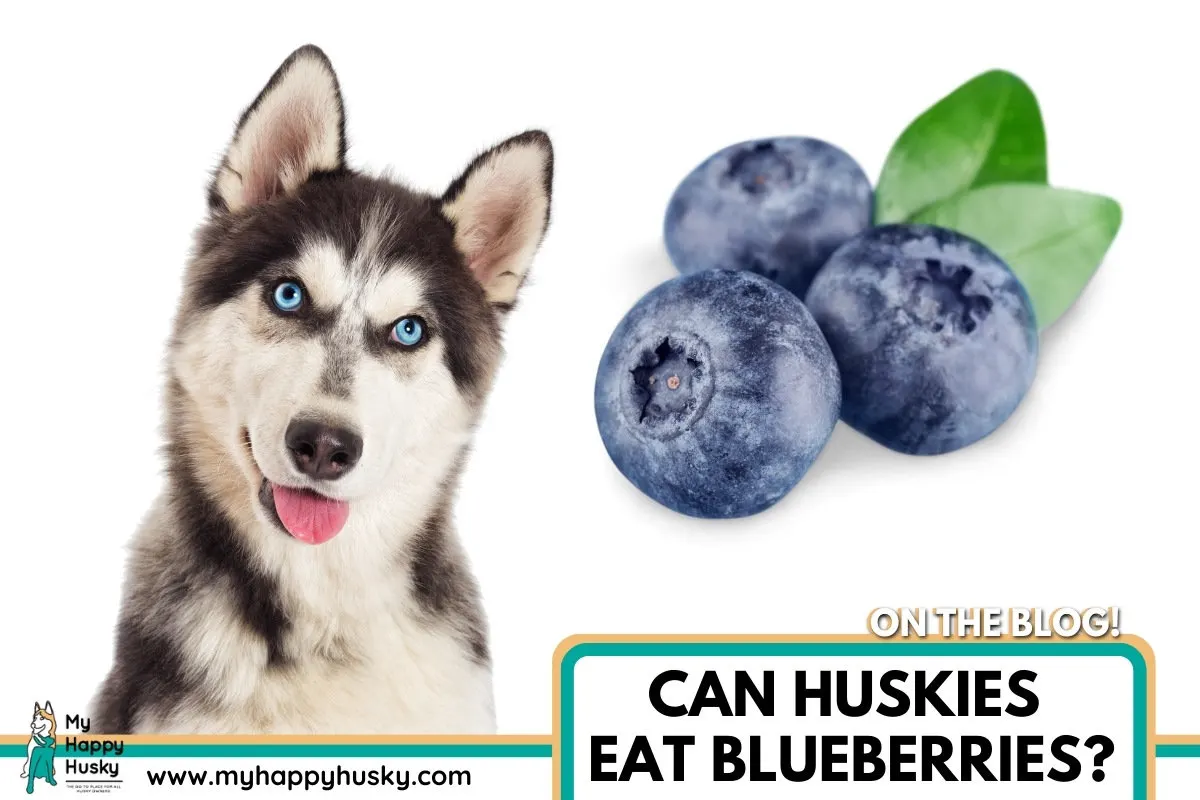 can huskies have blueberries