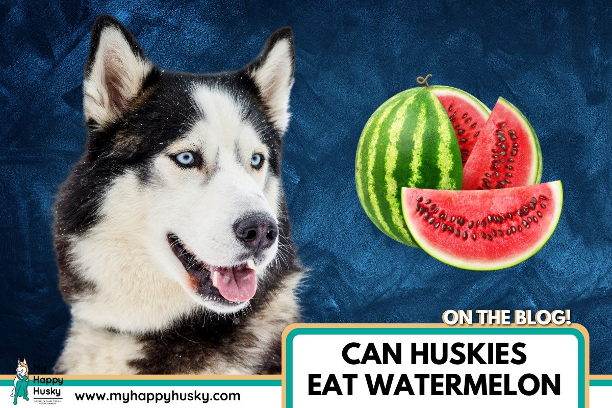 can huskies have watermelon