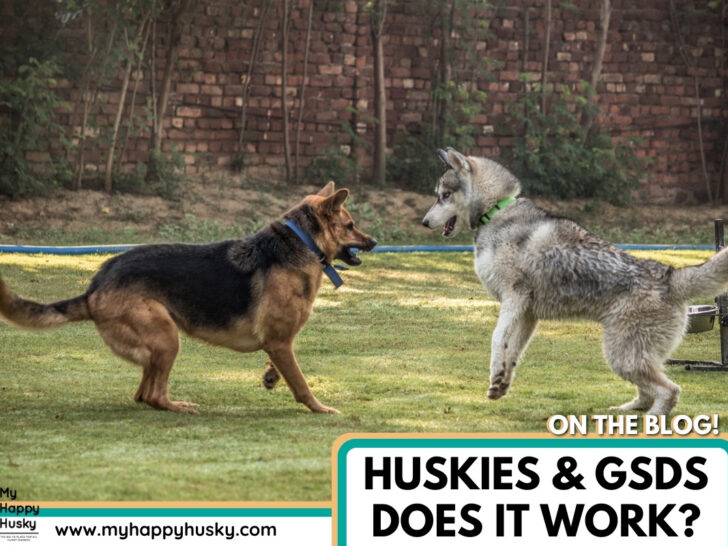 do huskies and german shepherds get along