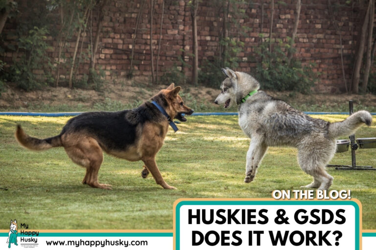 do huskies and german shepherds get along