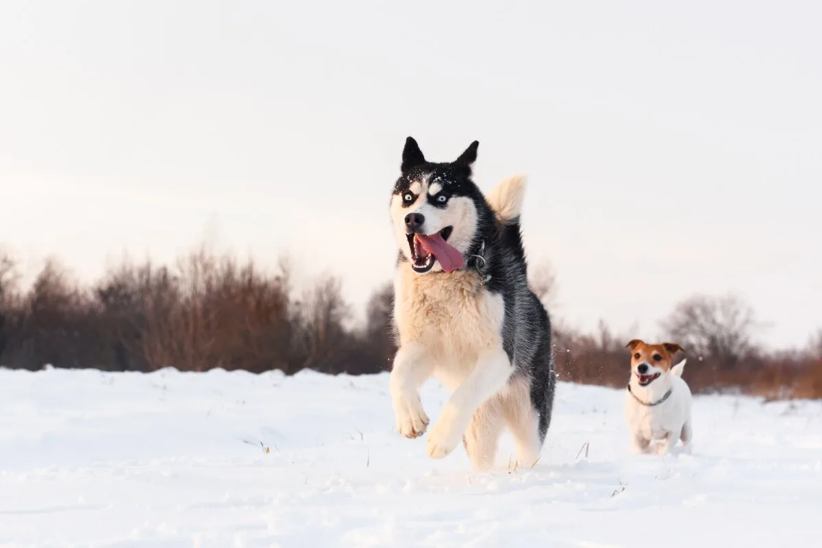 husky getting along with small dog