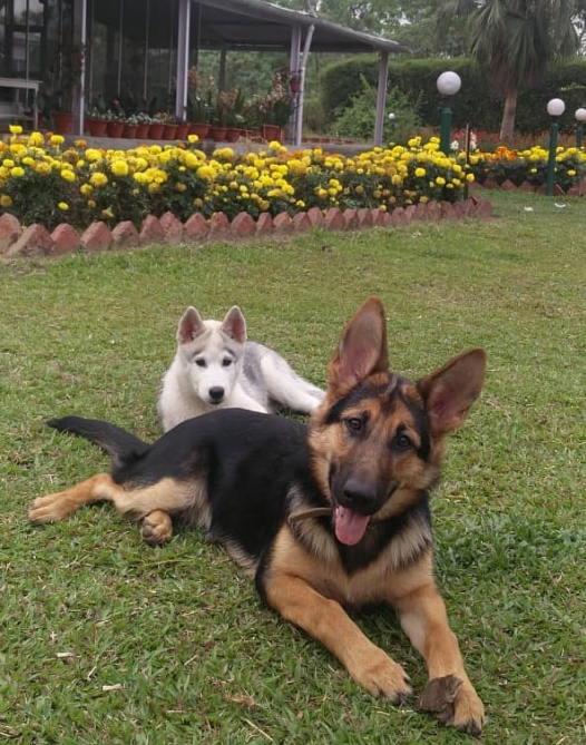 husky and german shepherd getting along