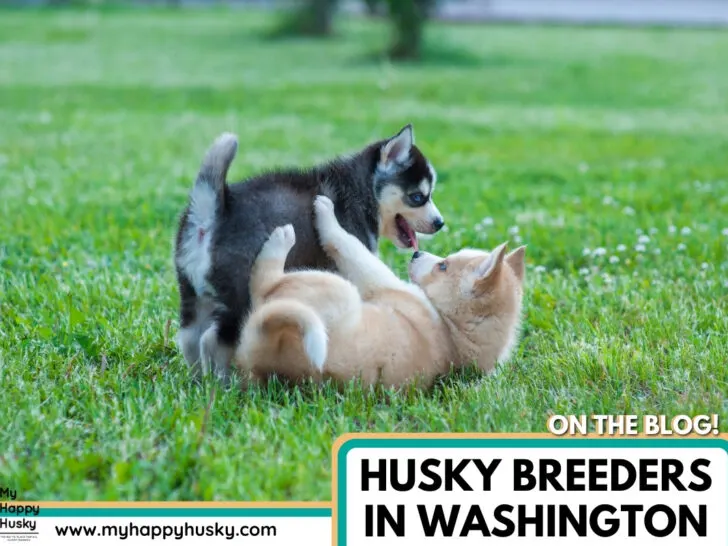 husky breeder in washington