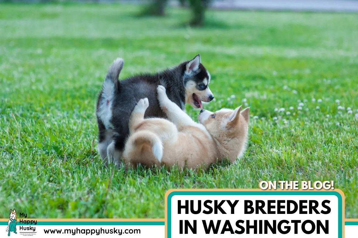 husky breeder in washington