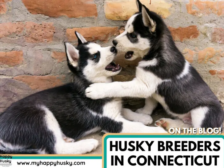 husky breeders in connecticut