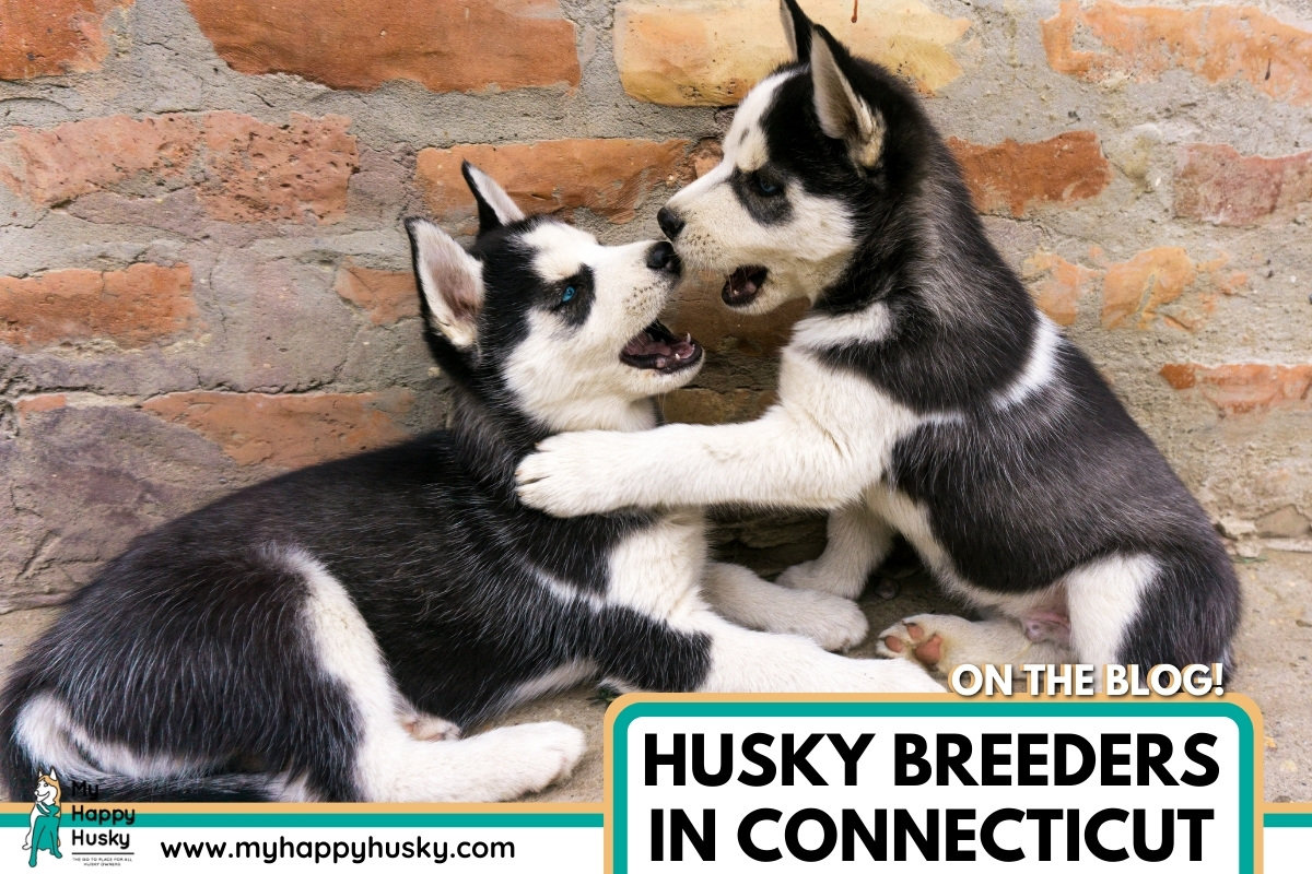 husky breeders in connecticut