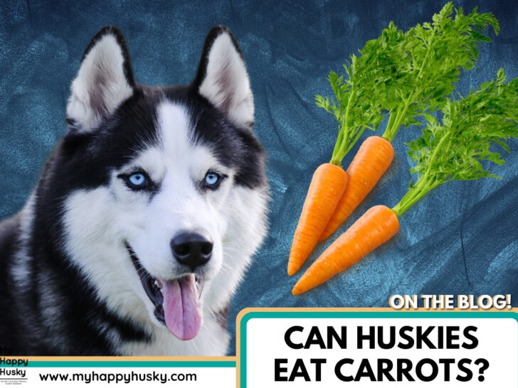 husky eat carrot
