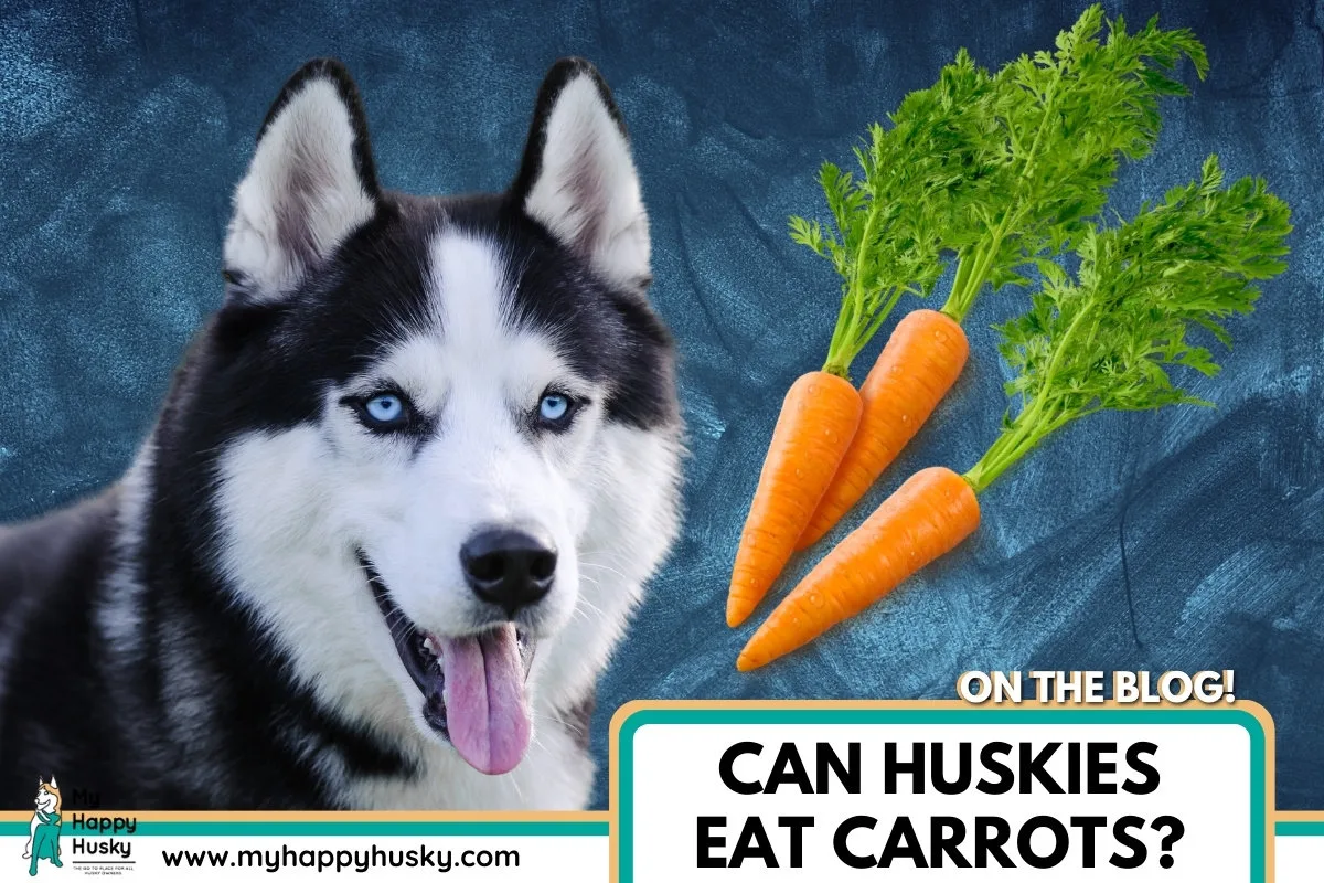 husky eat carrot