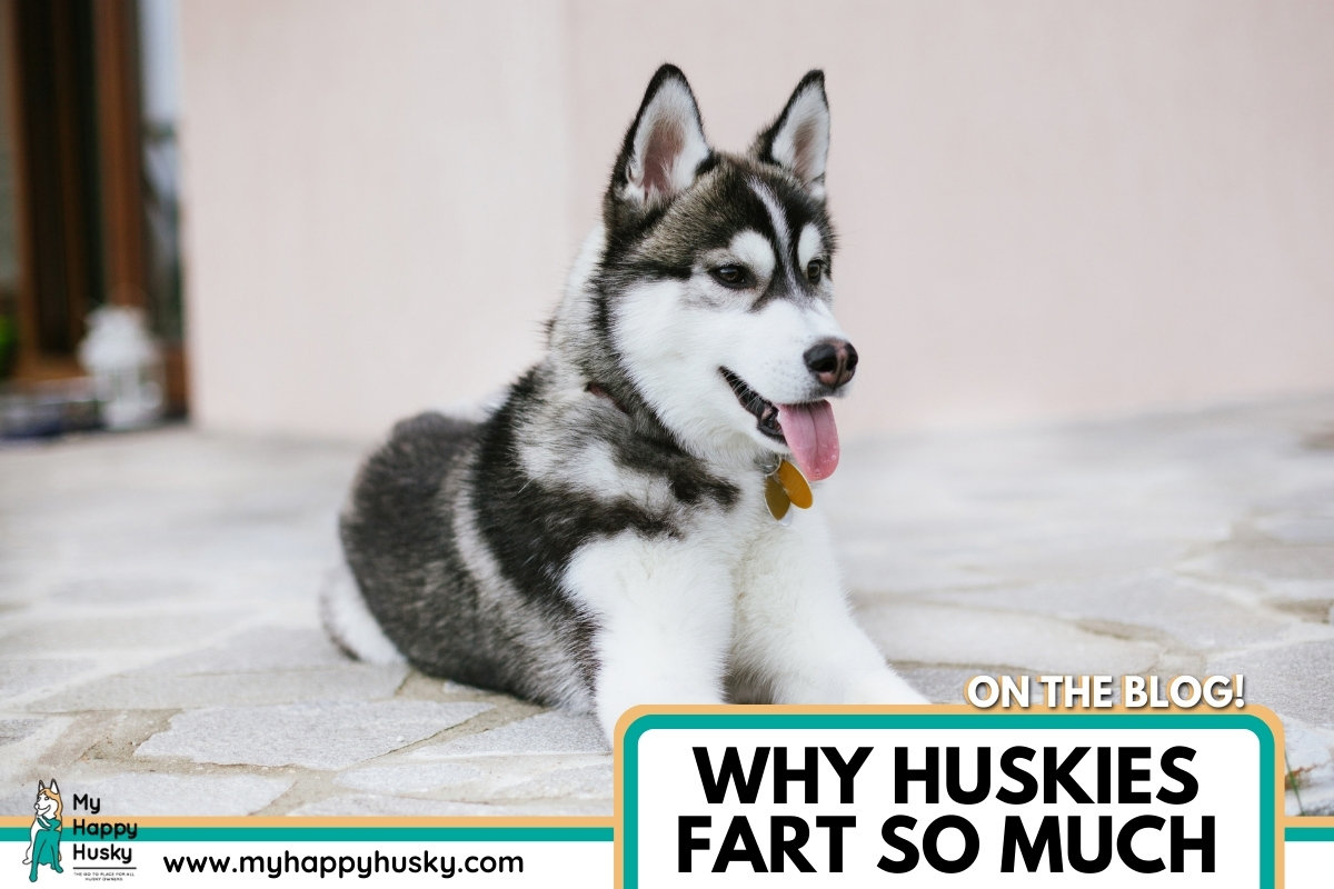 husky farting so much