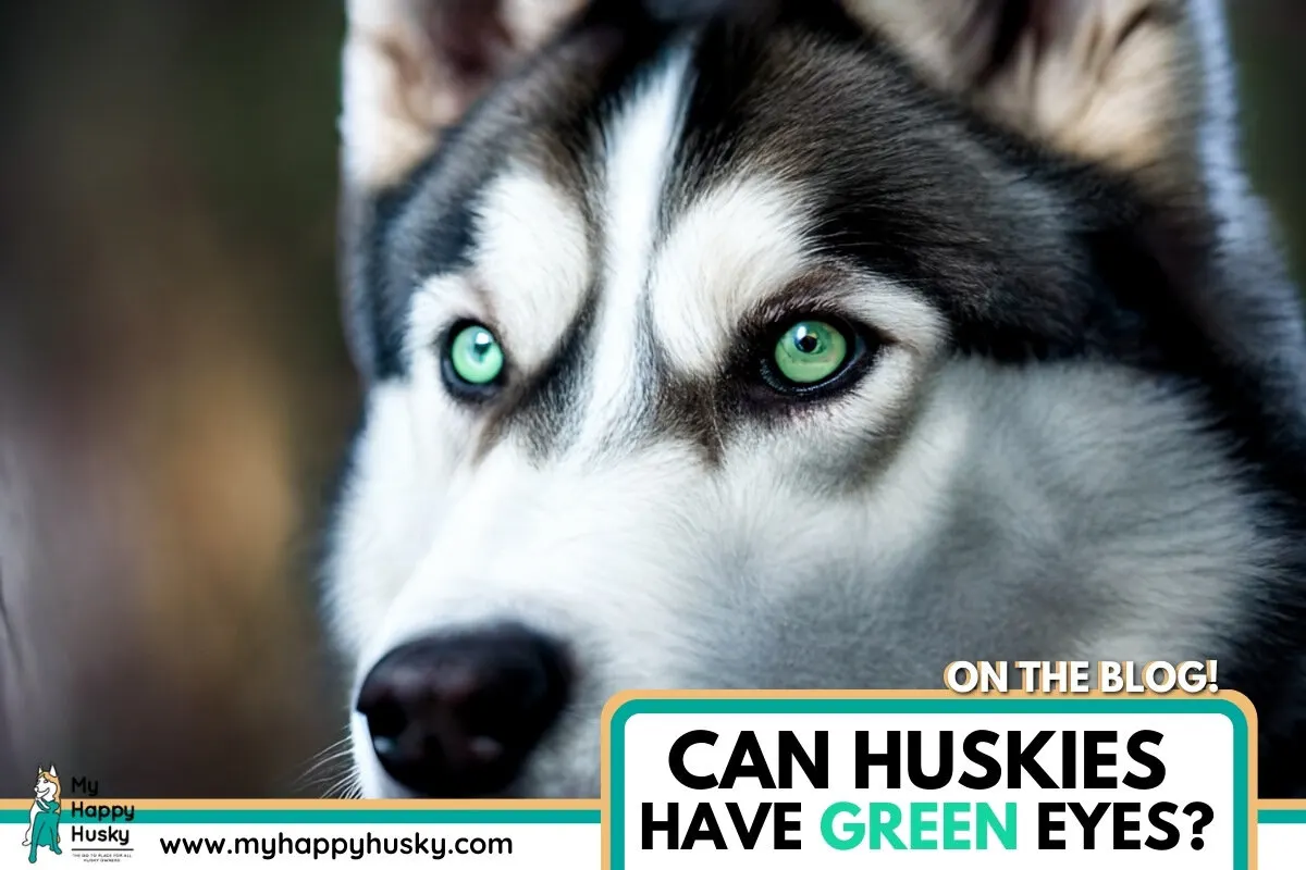 Husky blue shop and green eyes