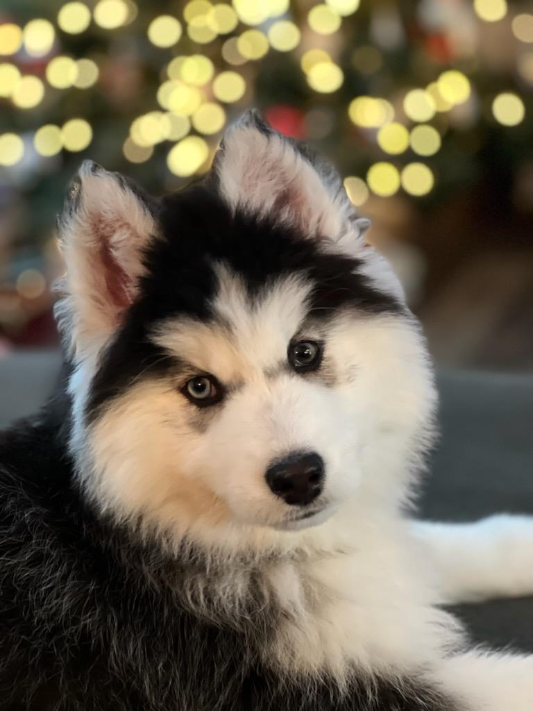 husky in washington