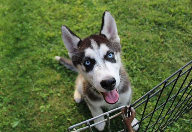 washington husky breeders