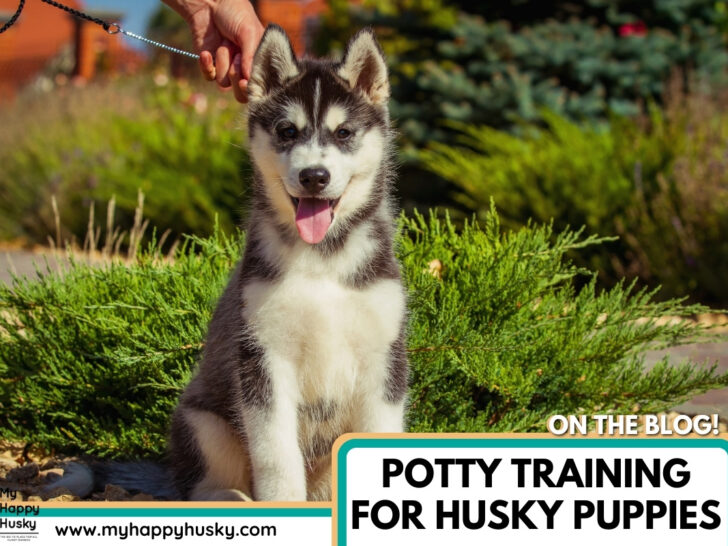 potty training a husky puppy