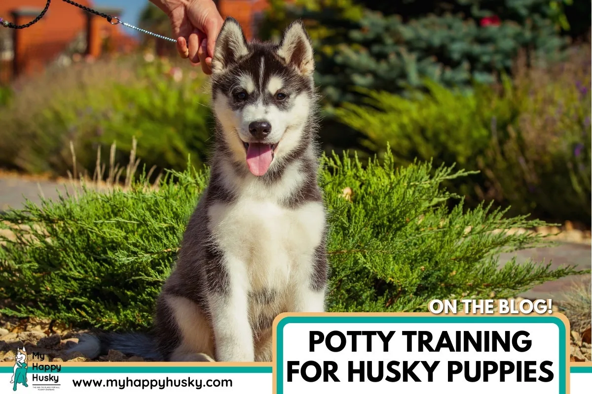 potty training a husky puppy