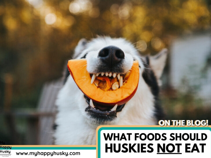 what foods should huskies not eat