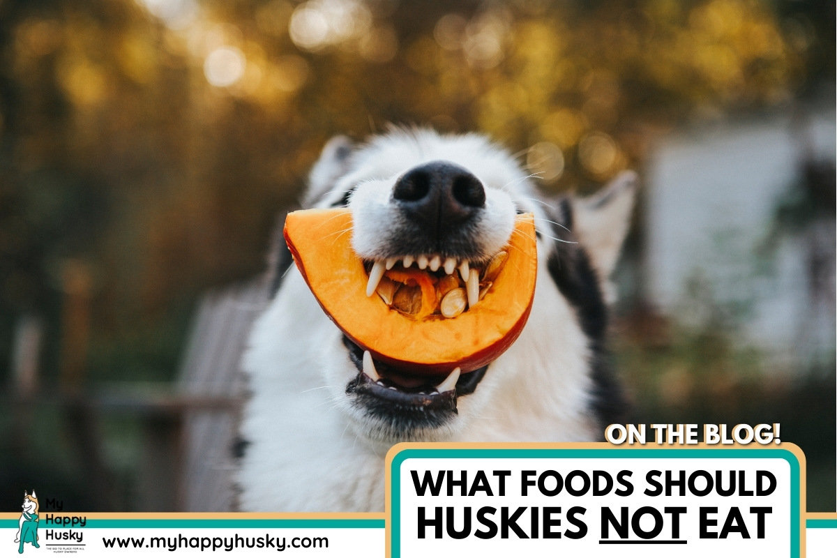 what foods should huskies not eat