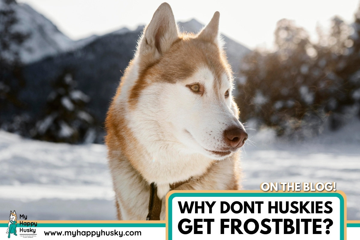 why dont huskies get frostbite