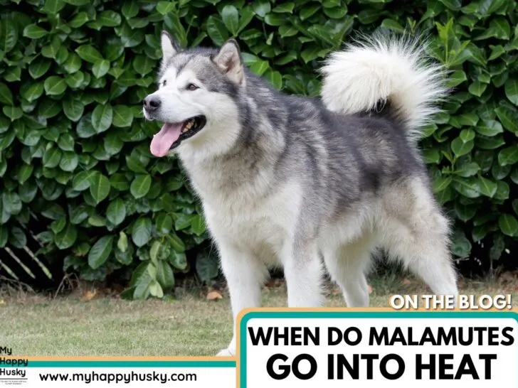 when do malamute go into heat