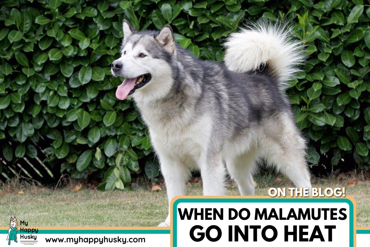 when do malamute go into heat