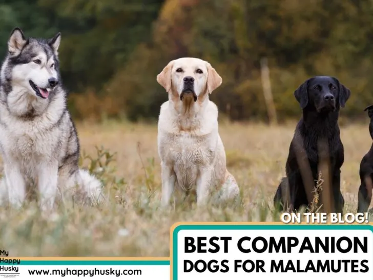 best companion dog for malamute