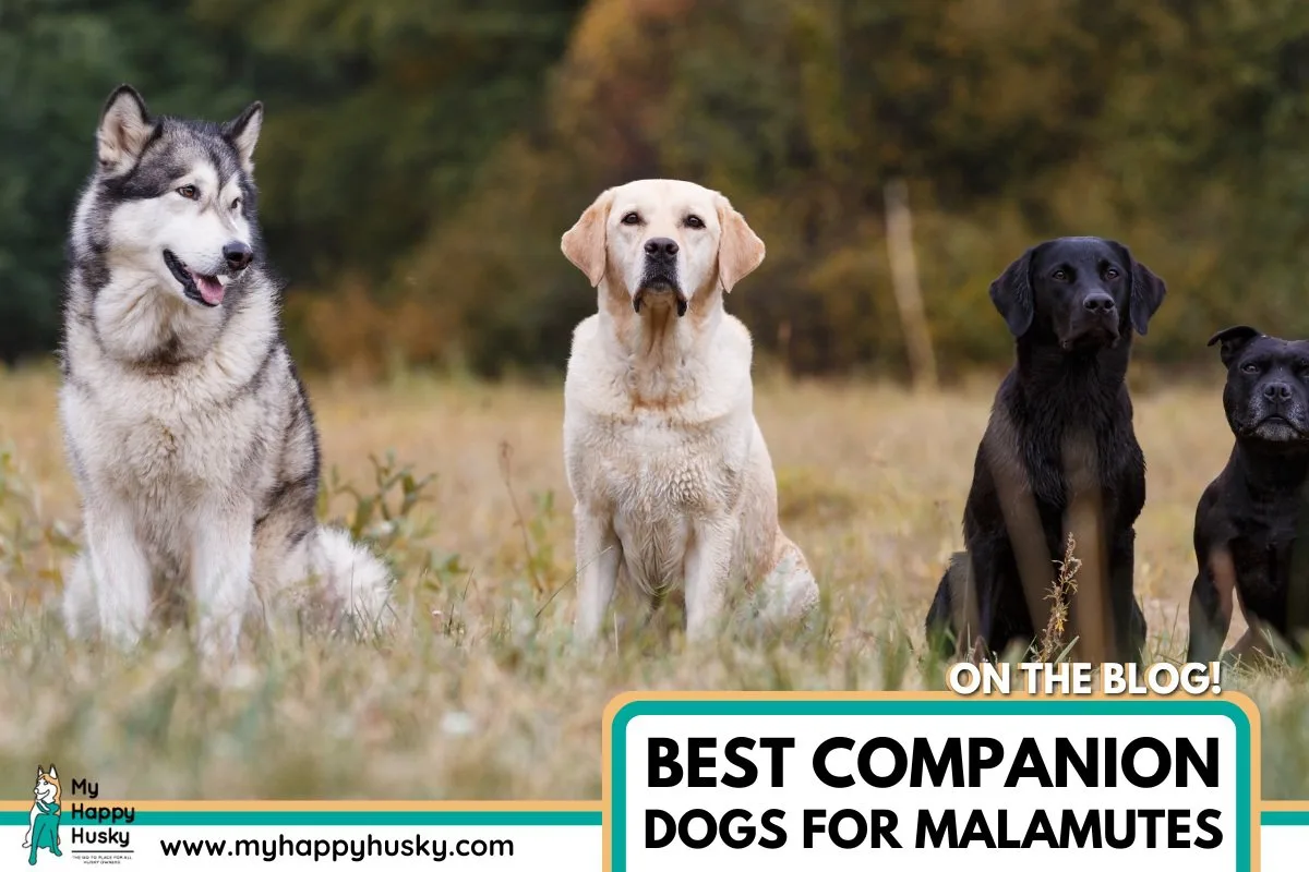 best companion dog for malamute