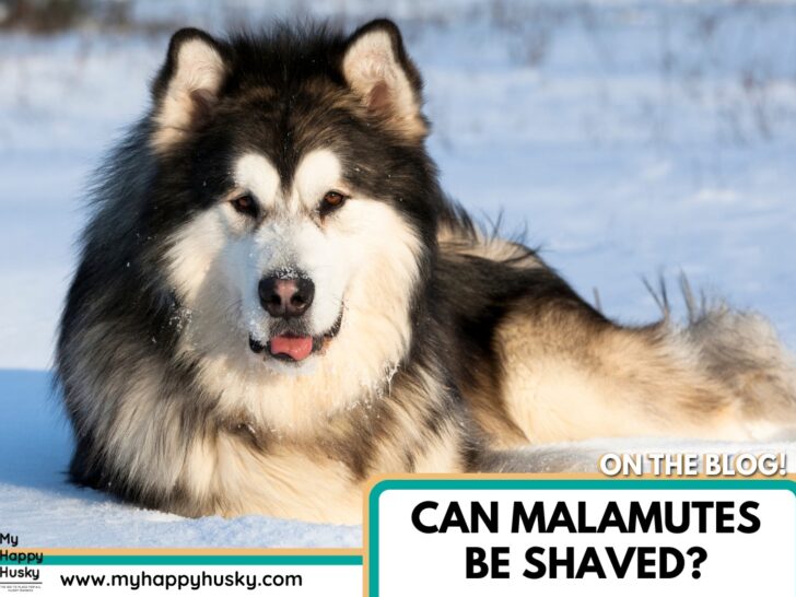 can malamutes be shaved
