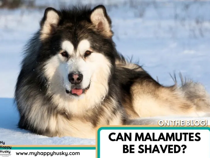 can malamutes be shaved