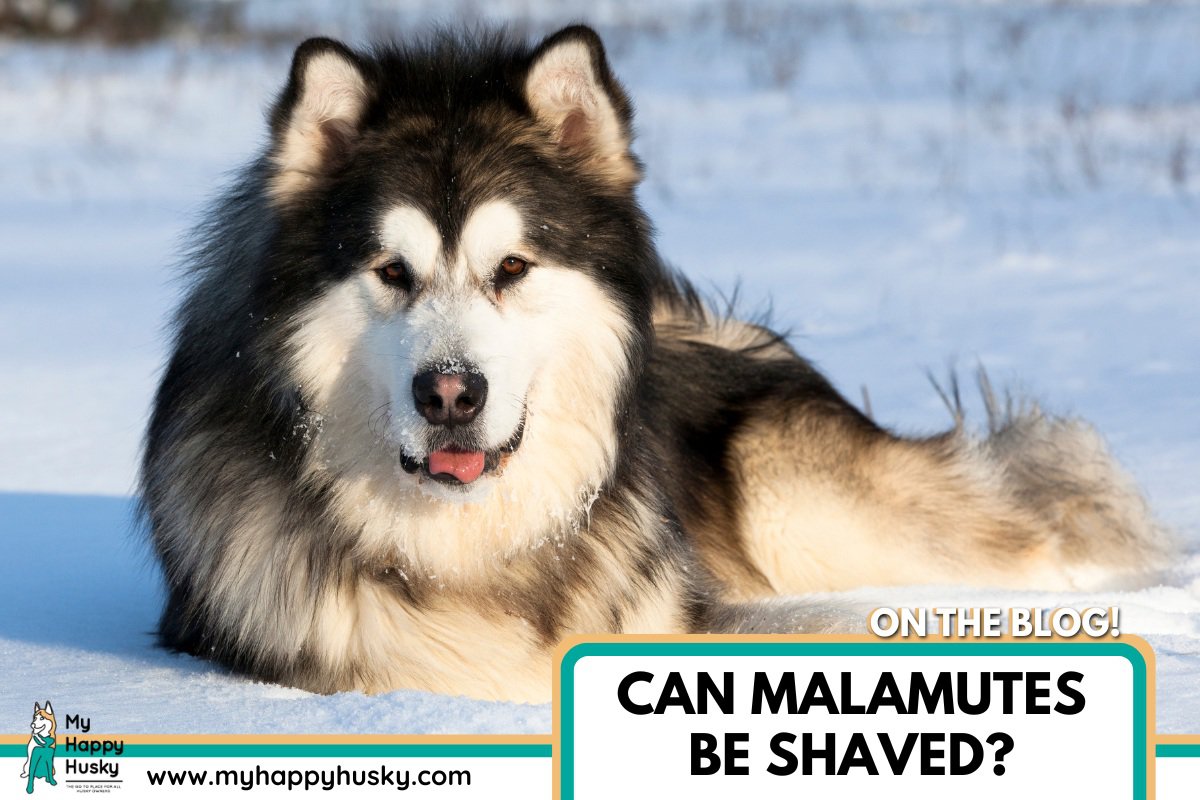 can malamutes be shaved
