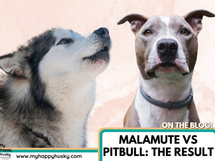 can malamutes beat a pitbull