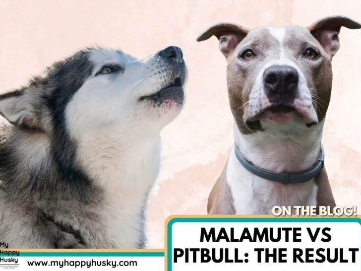 can malamutes beat a pitbull